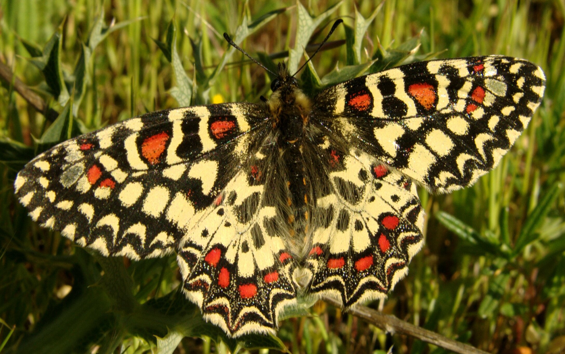 Zerynthia rumina (cropped)